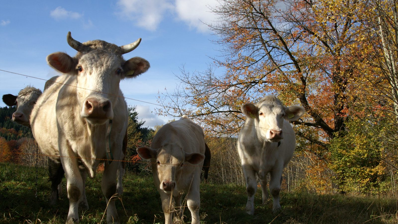 Glückliche Kühe, Foto: Matthias Scheffler