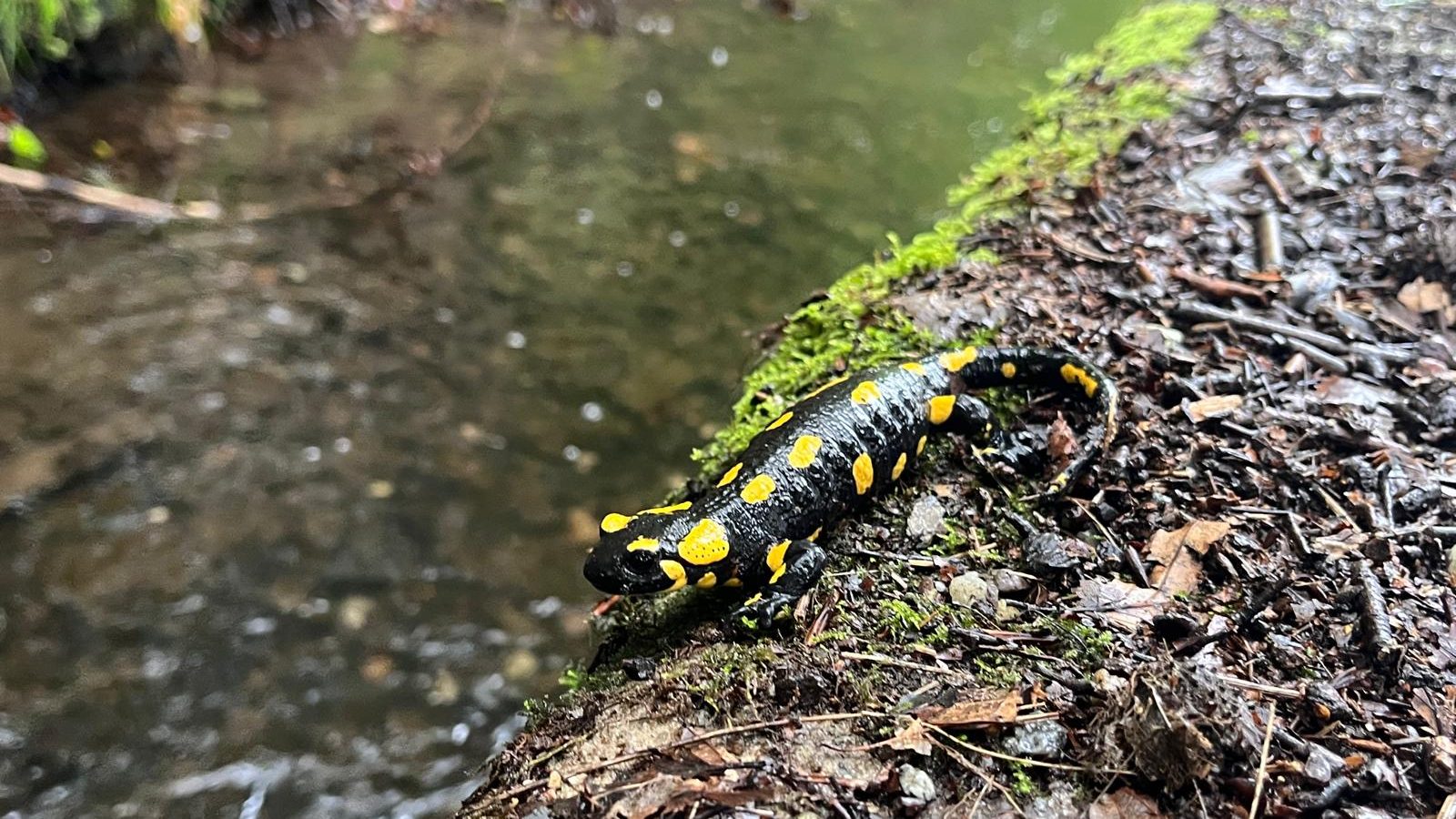 Feuersalamander_1FG_10.09.24_1