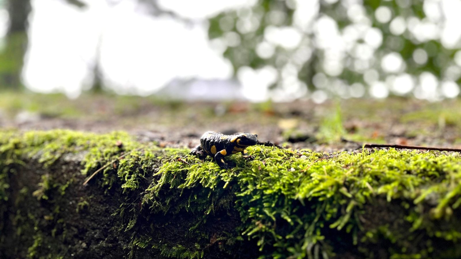 Feuersalamander_1FG_10.09.24_6