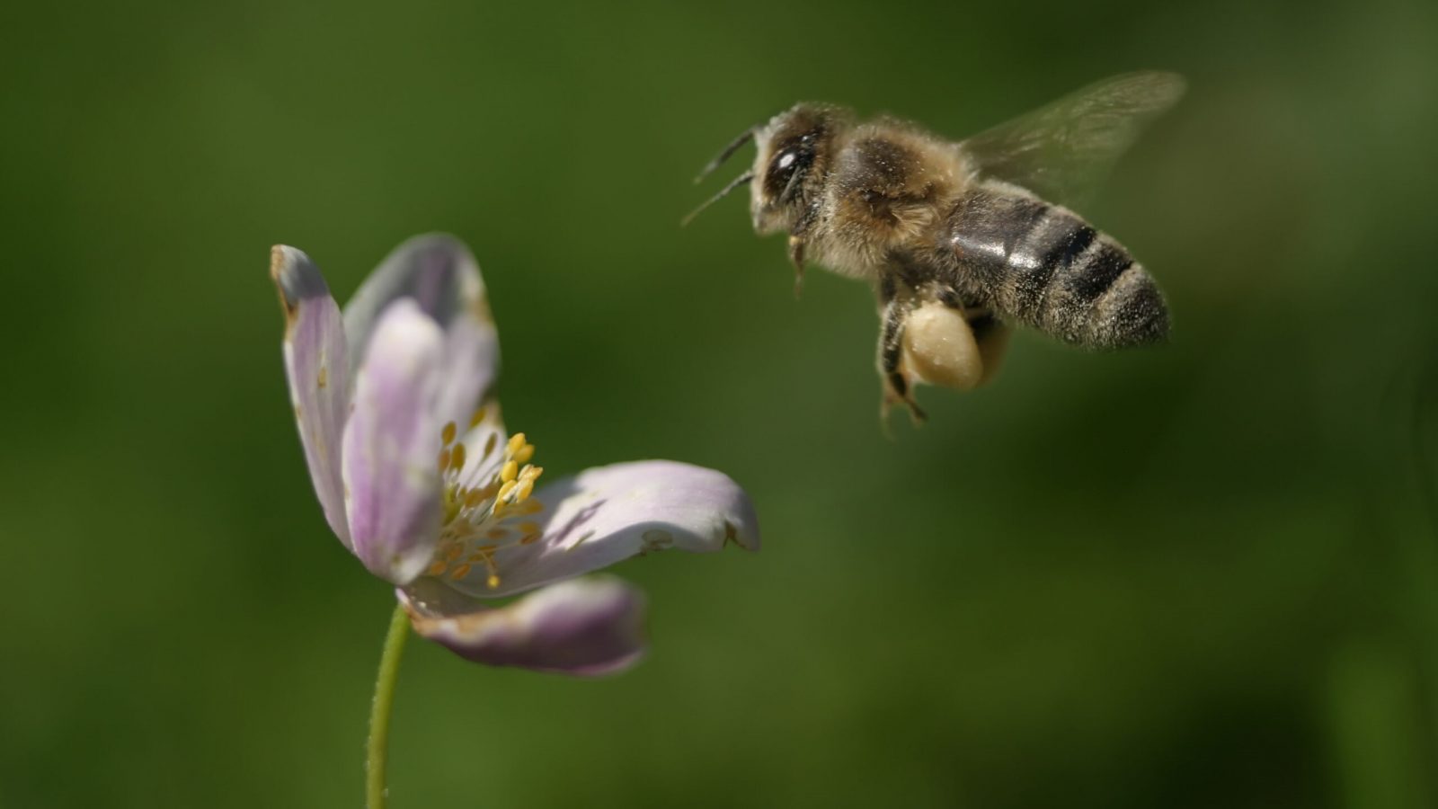 Honigbiene, Foto: Matthias Scheffler
